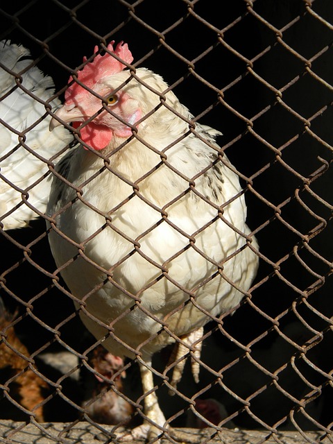 恐怖24 - 2！亚冠冠军提早晋级，故意放水=暗算国足，3强全得利.