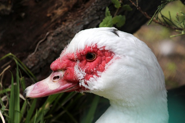 曼聯秒拒西漢姆聯2000萬報價 馬奎爾薪水恐成離隊絆腳石.